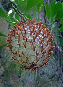 unknown wasps