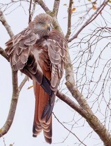 red kite