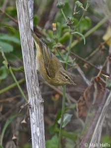 Chiffchaff