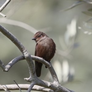 Vermilion Flycatcher (male)
