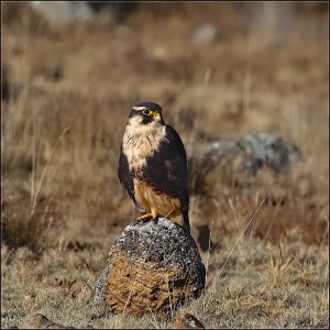 Aplomado Falcon