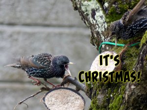 Starlings in the Christmas spirit