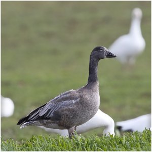 Snow Goose "Blue Goose form, juvenile"