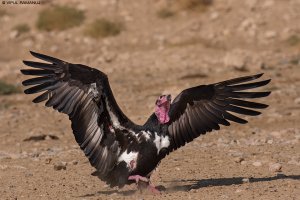 Red-headed Vulture | Sarcogyps calvus