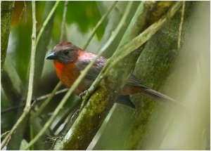 Red-throated Ant Tanager (male)