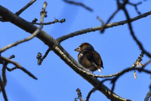 Hawfinch