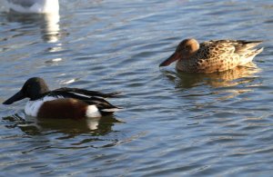 Shoveler