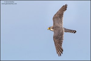 Aplomado Falcon