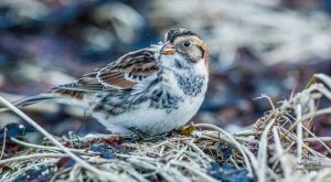 Lapland Bunting / Lapland Longspur