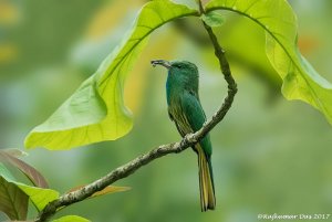 Blue-bearded Bee Eater with catch