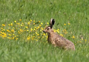 brown hare lepus capensis