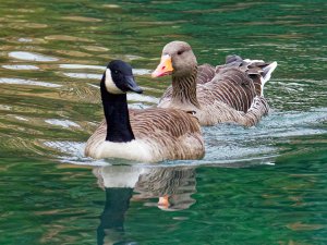 Goose friends II