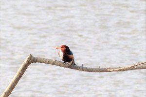 white-throated kingfisher