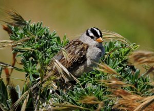 White-crowned Sparrow