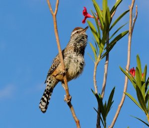 Cactus Wren