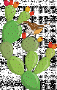 Cactus wren