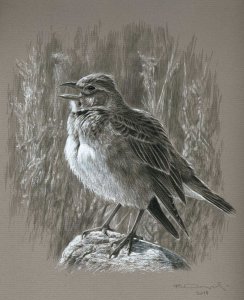 Calandra lark singing