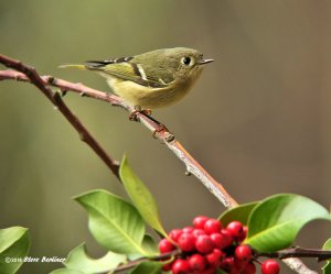 Ruby-crowned Kinglet