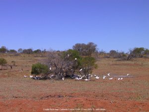 Corella flock near Cameron Corner NSW