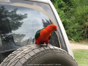 King Parrot at the Wollondilly River