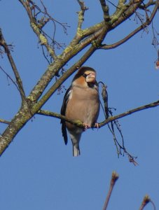 hawfinch