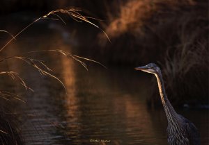 Great Blue Heron