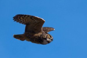 great horned owl