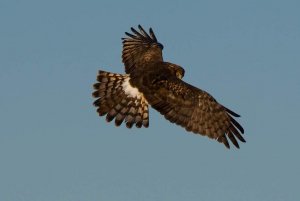 northern harrier