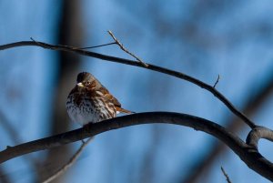 Fox sparrow