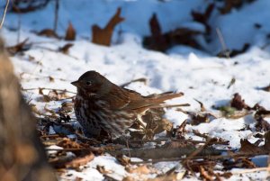 Fox sparrow