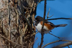 Eastern towhee