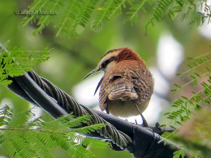 Rufous-naped Wren