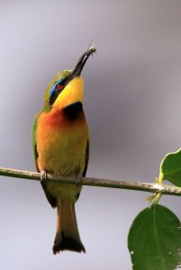 Little Bee-eater