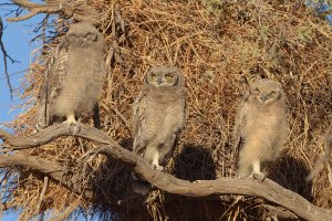 Spotted Eagle Owl younglings getting to sleep