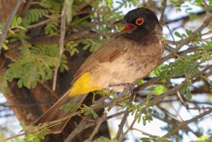 Red-eyed Bulbul in Twee Rivieren