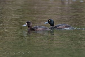 Mr and Mrs Scaup