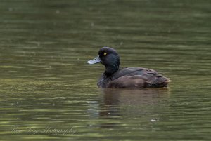 New Zealand Scaup ( Male )