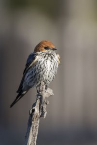 Lesser-Striped Swallow