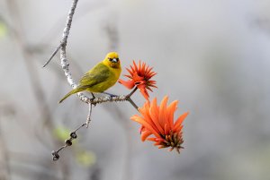 Male Weaver