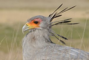 Secretarybird (way too close)