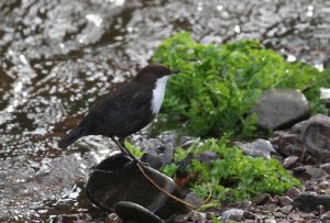 Dipper