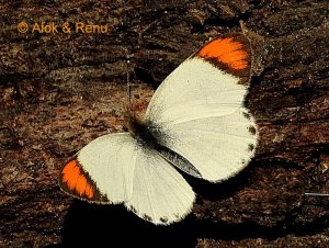Butterfly - 181