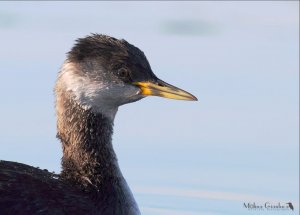 Red-necked grebe portrait