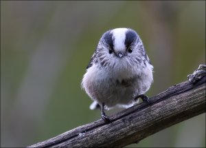 Long tailed tit (close-up)