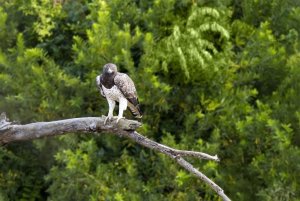 Martial Eagle