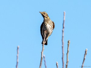 Redwing