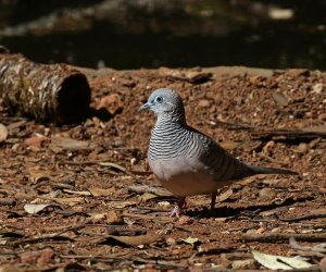 Peaceful Dove