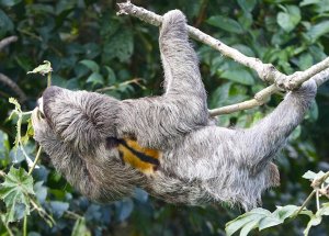 Brown-throated Three-toed Sloth (male)