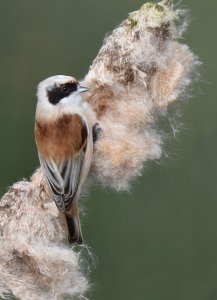 Penduline tit