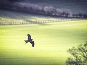 Kite hunting for food in a field